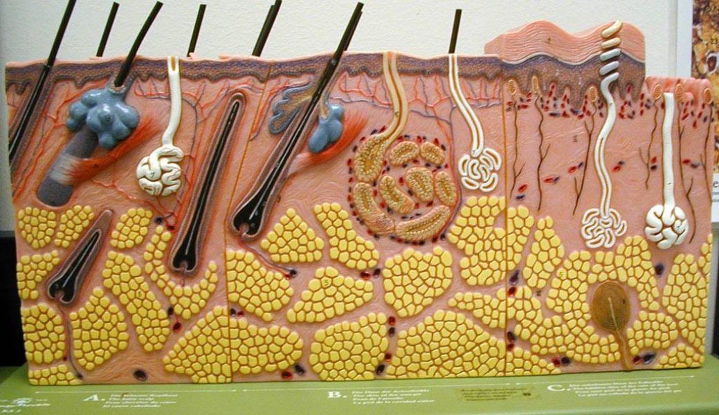 Formação Profissional de Esterticista e Cosmetologista