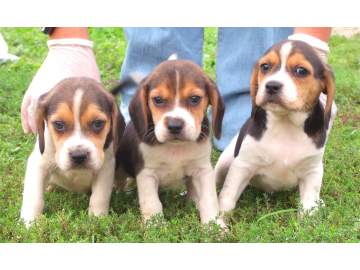 filhotes de cachorro beagle