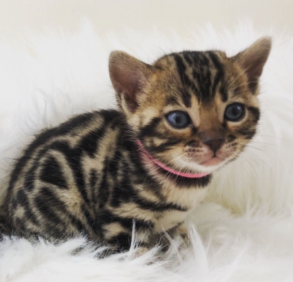 Gatitos machos y hembras en busca de un nuevo hogar, si está interesado  BENGALA PARA ADOPCIÓN