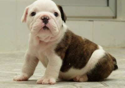 Inglês bulldog cuties adoção livre para o contato para mais informações