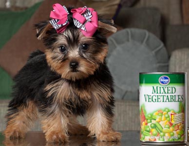 filhotes de cachorro do yorkie saudável para adopção.