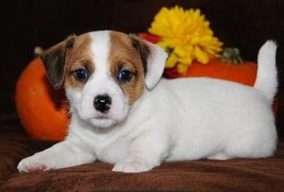 adoráveis ​​filhotes de Jack Russell para adoção