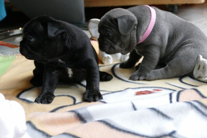 Bonito de pedregulhos franceses