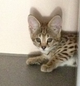 F1 Savannah masculino e feminino