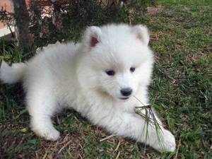 Samoyed doce de raça pura de excelente qualidade - Cachorros