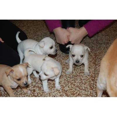 Mini Chihuahua filhotes machos e fêmeas