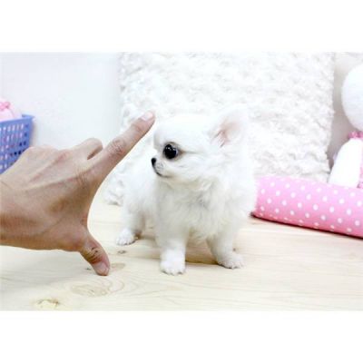 Filhotes De Mini Chihuahua Para Adoção