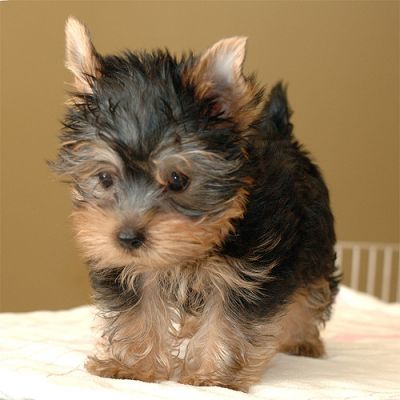 adorable  chá xícara yorkie cachorros para adoção