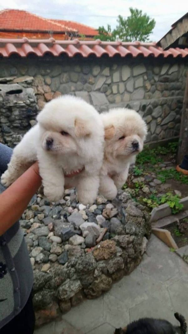 Lindos filhotes de chow chow,