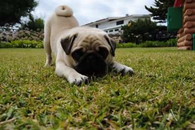 PUG procura namorada