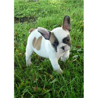 Bonito filhotes Bulldog francês