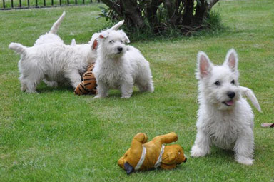 terriers brancos