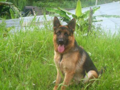 pastores alemaes entrega imediata 