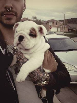 2 filhotes adoráveis de Bulldog inglês para adoção.