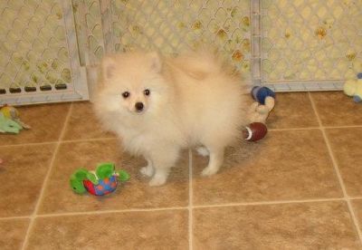 Pomeranian cachorros disponíveis