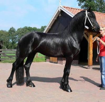 gigante preto Friesian Venda