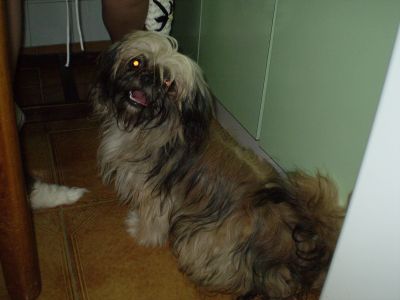 Vendo Shih-tzu URGENTE