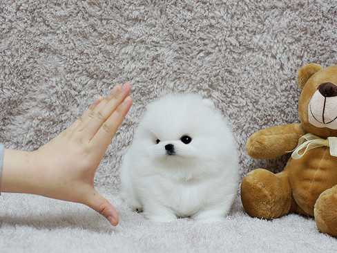 Filhotes de cachorro Pomeranian bonitos disponíveis