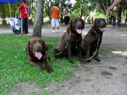 Labradores de qualidade com pedigre -- 967888237