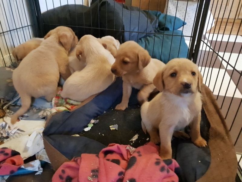 Labrador Retriever disponível