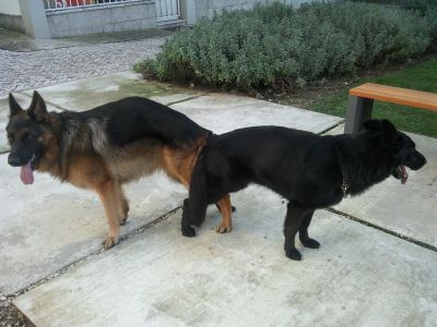 pastores alemaes de qualidade - 924255433