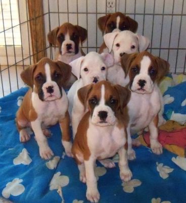 Boxer filhotes  disponíveis para uma linda casa