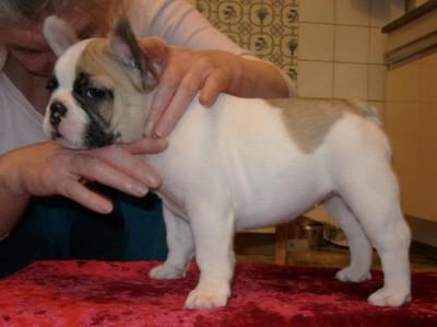Filhotes buldogue francês