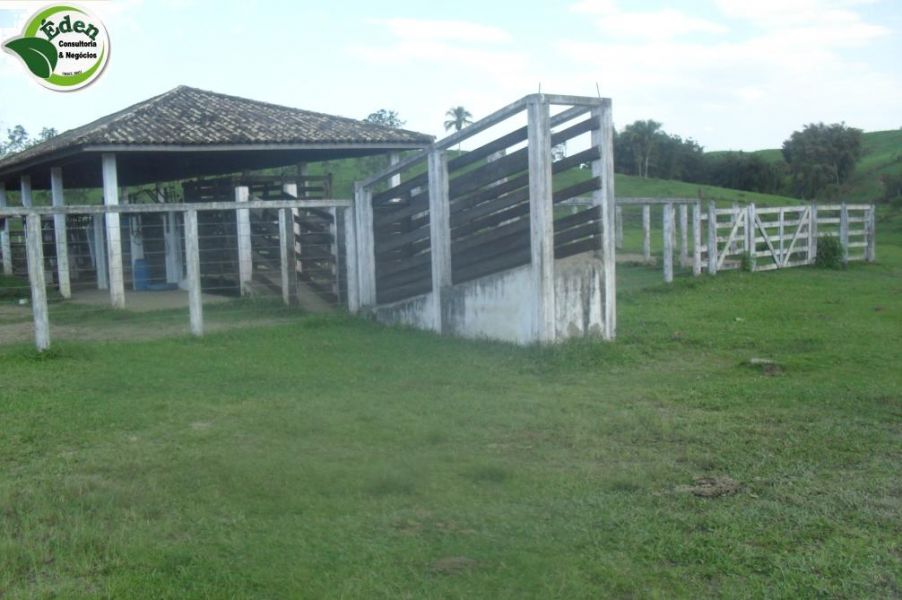 Fazenda pecuária e pupunha Vale do Ribeira, São Paulo, Brasil. 