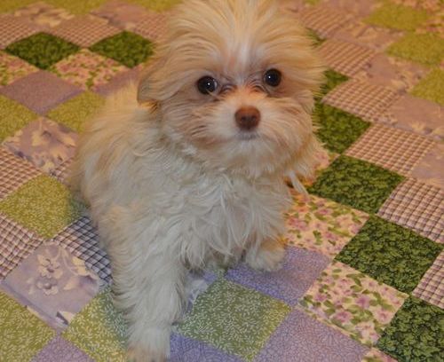 Bem treinado feminino e masculino Filhotes Yorkshire