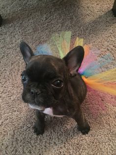 Gratis  os filhotes de Bulldog Francês mais inteligentes para adoção