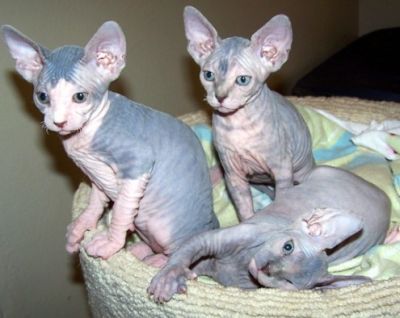 bonitos homens e mulheres adoráveis ​​gatinhos sphynx em busca de um novo lar para adopç