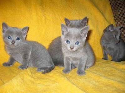 Gatinhos azul russo para adopção