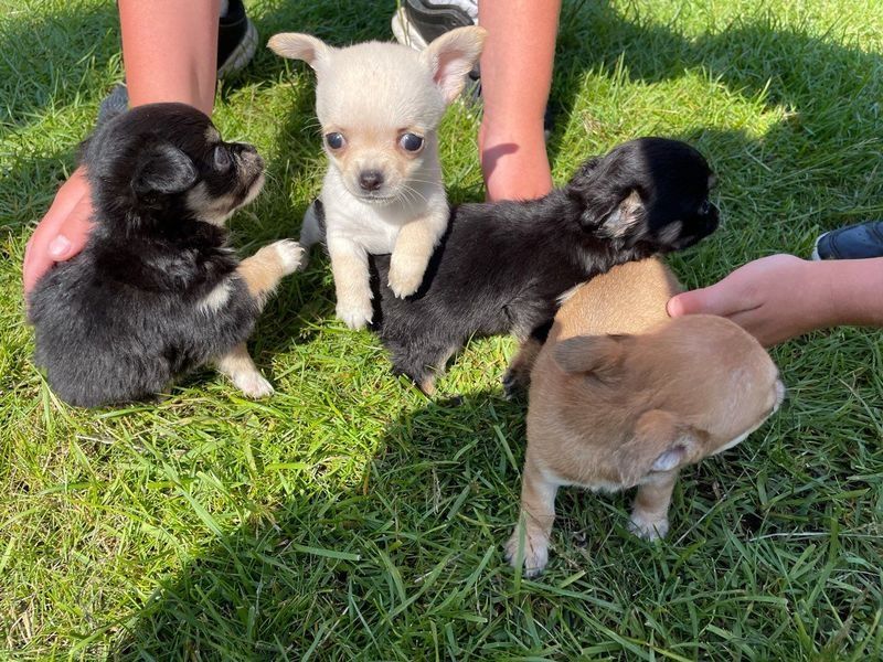 Lindos filhotes de Chihuahua para um bom lar