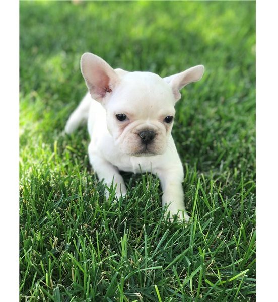 Filhotes Bulldog Francês Saudáveis de Qualidade