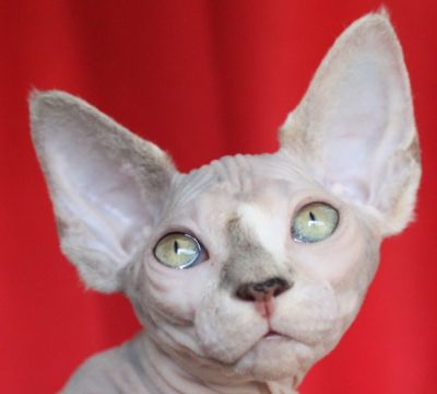 SPHYNX - UMA ESFINGE DO EGIPTO