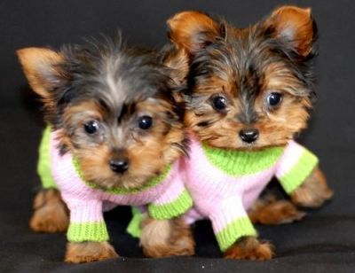 yorkshire terrier ninhada com LOP