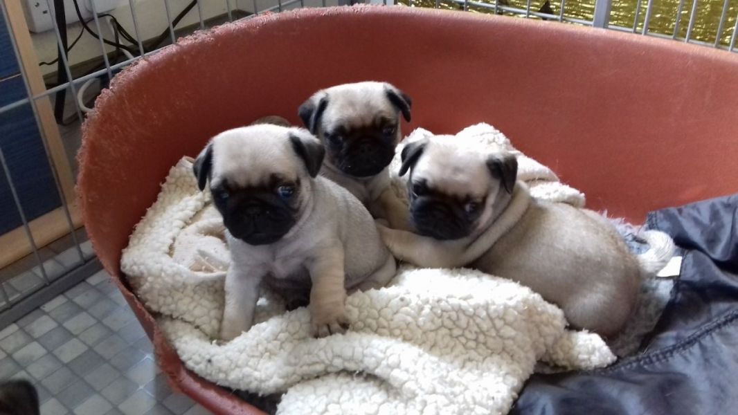 Filhotes de Pug de raça pura para adoção
