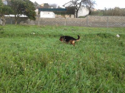 pastores alemaes -- pediggre - 967888237