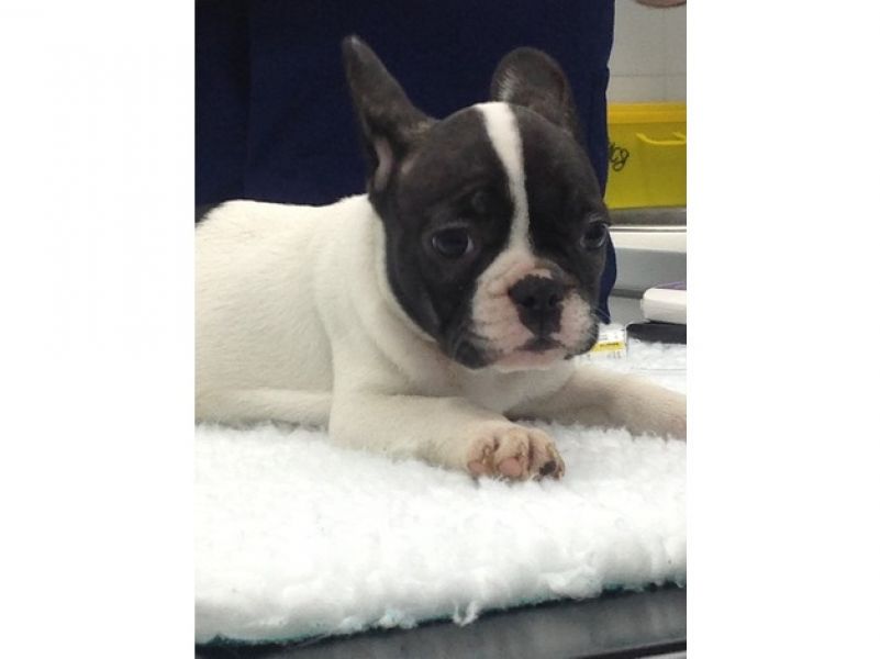 Filhotes de buldogue francês agora prontos