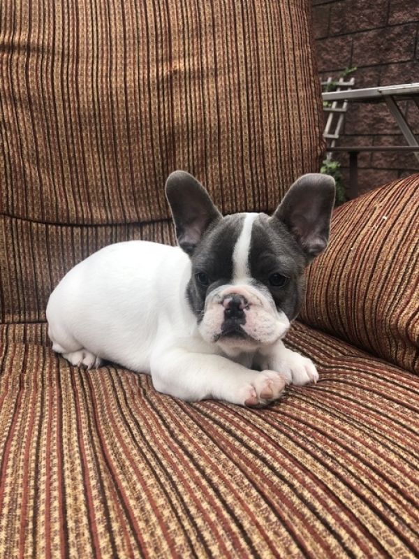 Filhotes de Bulldog Francês de raça pura