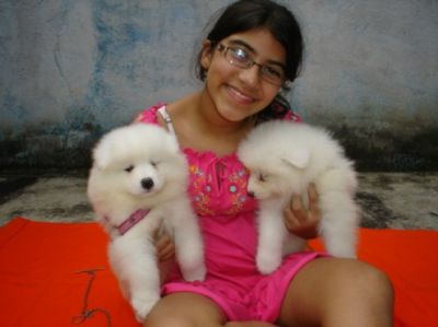  Estes filhotes machos e fêmeas da Pomerânia