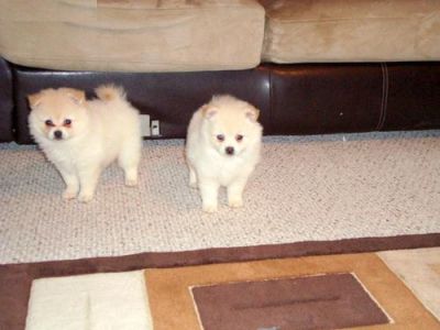 Pomeranian cachorros disponíveis para adopção