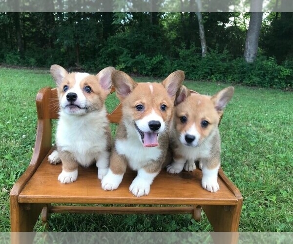 Welsh Corgi Puppies pessoa interessada