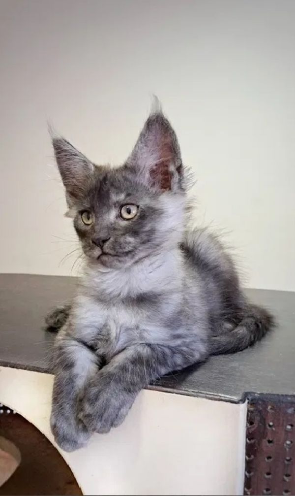 Gato extraordinário. Macho Black Smoke