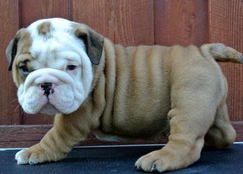 Excelentes Filhotes Bulldog Inglês para adoção 