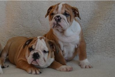 Inglês bull dog filhotes para adoção