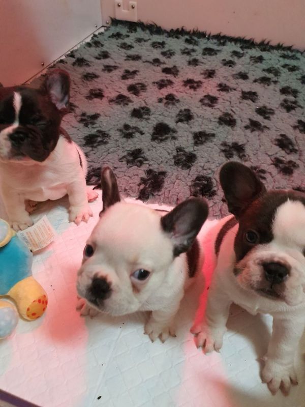 Filhotes de buldogue francês.