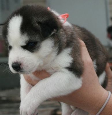 cute e adorável cachorros Siberian Husky prontos para ir para nova casa