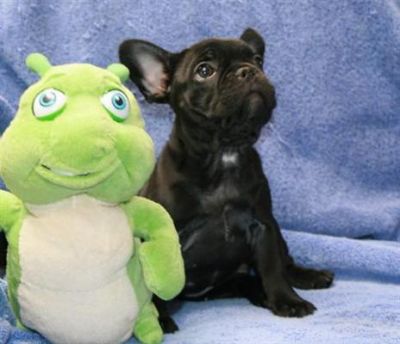 Lindo bulldog francés cachorros disponibles para adopción'uy