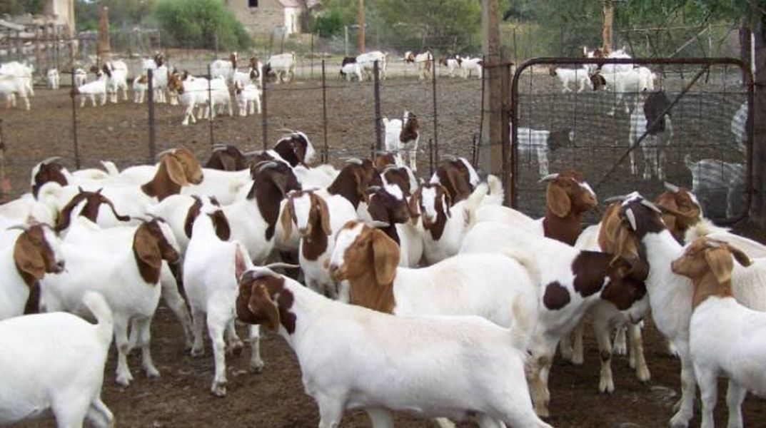 Comprar cabras Boer puras